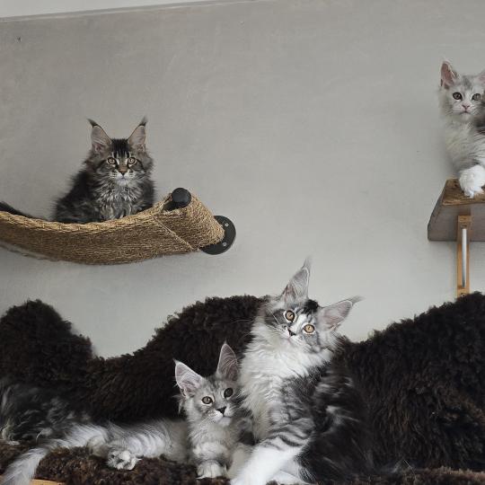 chaton Maine coon black silver blotched tabby & blanc Baghera Boréal Elevage de maine coon L'Or sauvage black silver blotched tabby & blanc