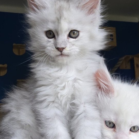 chaton Maine coon polydactyle black smoke & blanc Akesha Elevage de maine coon L'Or sauvage black silver shaded & blanc