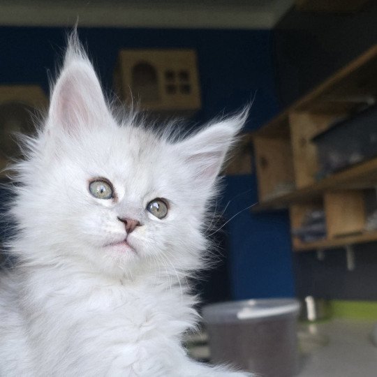 chaton Maine coon polydactyle black silver shaded & blanc Akesha Elevage de maine coon L'Or sauvage black silver shaded & blanc