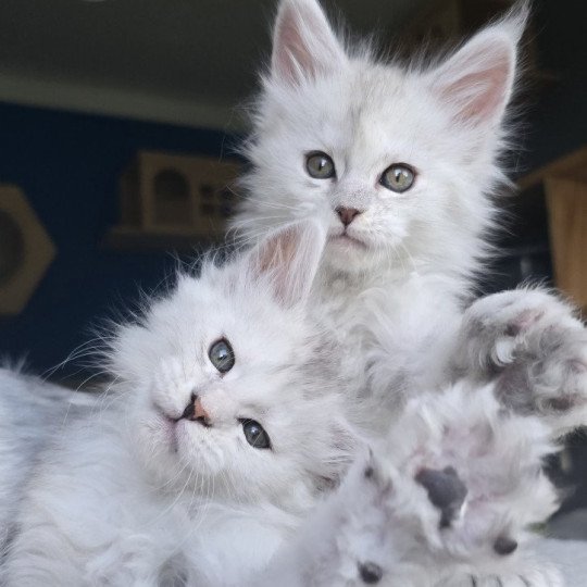 chaton Maine coon polydactyle black silver shaded & blanc Akesha Elevage de maine coon L'Or sauvage black silver shaded & blanc
