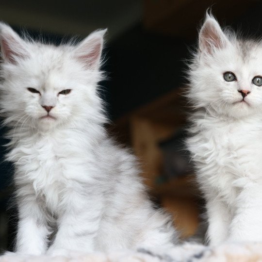 chaton Maine coon polydactyle black silver shaded & blanc Akesha Elevage de maine coon L'Or sauvage black silver shaded & blanc