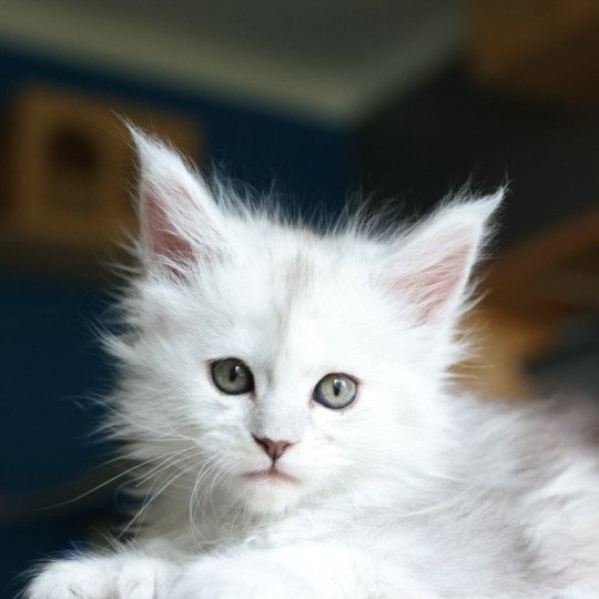 chaton Maine coon polydactyle black silver shaded & blanc Akesha Elevage de maine coon L'Or sauvage black silver shaded & blanc