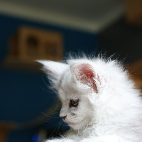 chaton Maine coon polydactyle black silver shaded & blanc Akesha Elevage de maine coon L'Or sauvage black silver shaded & blanc