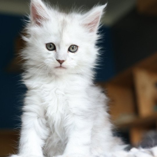chaton Maine coon polydactyle black silver shaded & blanc Akesha Elevage de maine coon L'Or sauvage black silver shaded & blanc