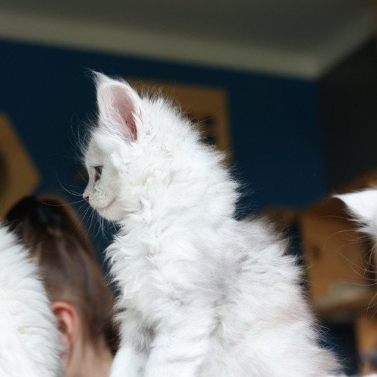 chaton Maine coon polydactyle black silver shaded & blanc Akesha Elevage de maine coon L'Or sauvage black silver shaded & blanc