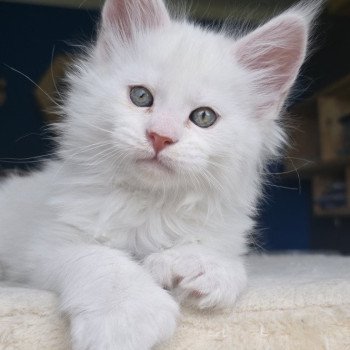 Akhenaton DE L'OR SAUVAGE Mâle Maine coon polydactyle