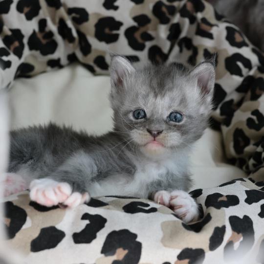 chaton Maine coon polydactyle black smoke & blanc Bradley Elevage de maine coon L'Or sauvage blue smoke & blanc