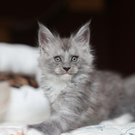 chaton Maine coon polydactyle black smoke & blanc Bradley Elevage de maine coon L'Or sauvage blue smoke & blanc