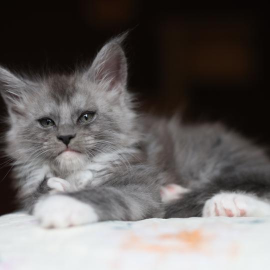 chaton Maine coon polydactyle black smoke & blanc Bradley Elevage de maine coon L'Or sauvage blue smoke & blanc