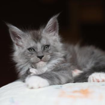 Bradley DE L'OR SAUVAGE Mâle Maine coon polydactyle