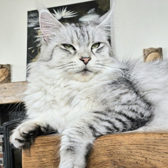 chat Maine coon black silver mackerel tabby SAVANNA Elevage de maine coon L'Or sauvage black silver mackerel tabby