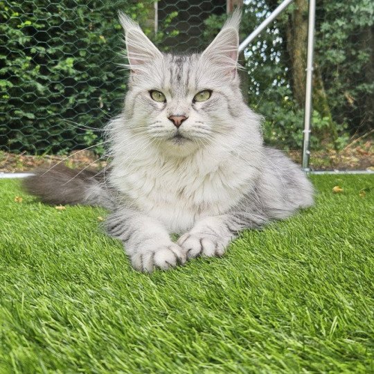 chat Maine coon black silver mackerel tabby SAVANNA Elevage de maine coon L'Or sauvage black silver mackerel tabby