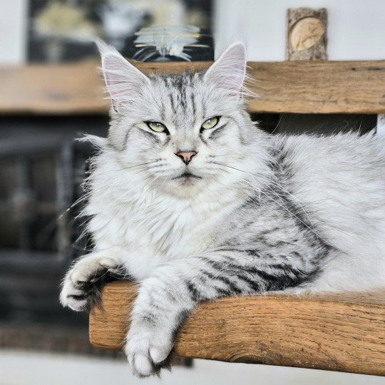 chat Maine coon black silver mackerel tabby SAVANNA Elevage de maine coon L'Or sauvage black silver mackerel tabby