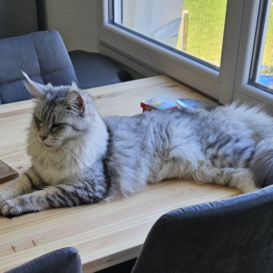 chat Maine coon black silver mackerel tabby SAVANNA Maine Coon de L'Or sauvage black silver mackerel tabby