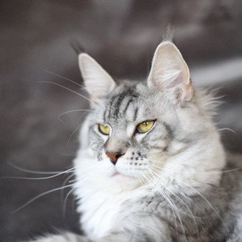 U'DEMON DE SHOGANAÏ DE L'OR SAUVAGE Femelle Maine coon