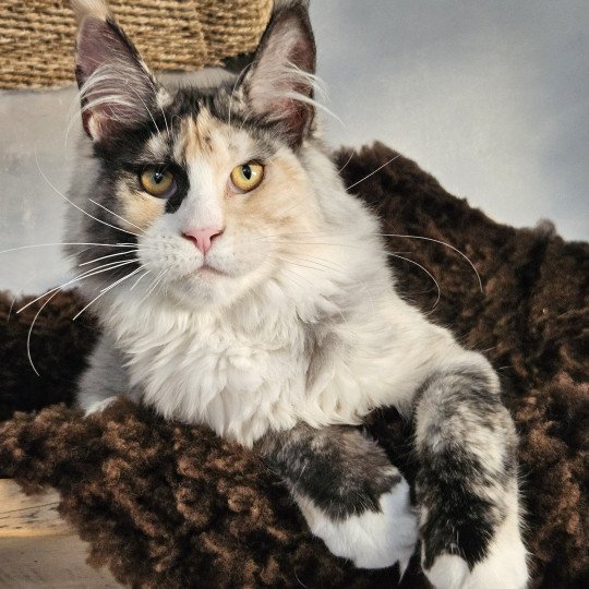 chaton Maine coon & blanc Yina Maine Coon de L'Or sauvage black tortie smoke & blanc
