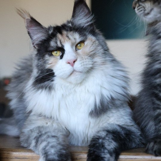chat Maine coon black tortie smoke & blanc Yina Elevage de maine coon L'Or sauvage black tortie smoke & blanc