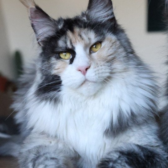 chat Maine coon black tortie smoke & blanc Yina Elevage de maine coon L'Or sauvage black tortie smoke & blanc