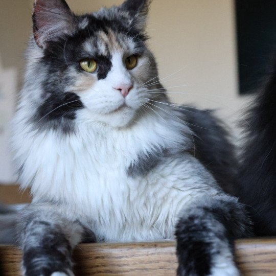 chat Maine coon black tortie smoke & blanc Yina Elevage de maine coon L'Or sauvage black tortie smoke & blanc