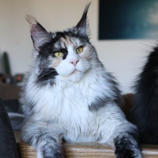 chat Maine coon black tortie smoke & blanc Yina Elevage de maine coon L'Or sauvage black tortie smoke & blanc