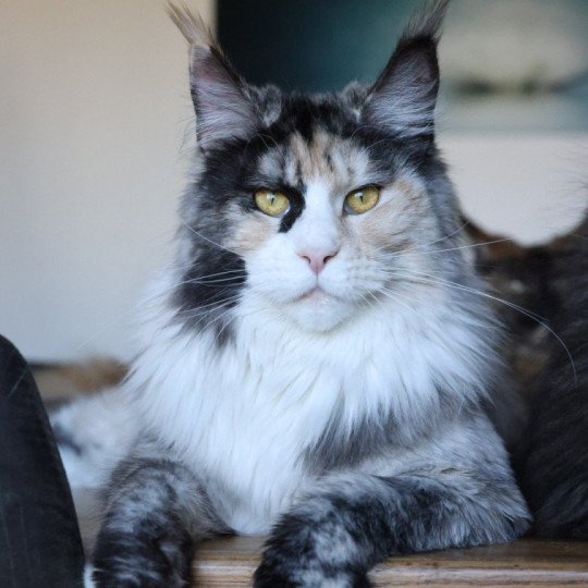 chat Maine coon black tortie smoke & blanc Yina Elevage de maine coon L'Or sauvage black tortie smoke & blanc