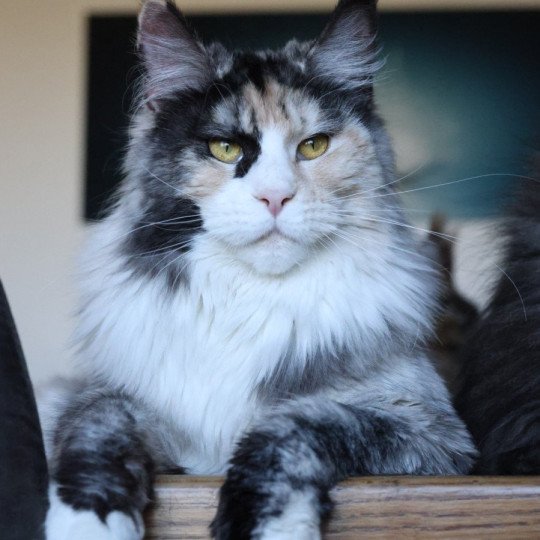 chat Maine coon black tortie smoke & blanc Yina Elevage de maine coon L'Or sauvage black tortie smoke & blanc