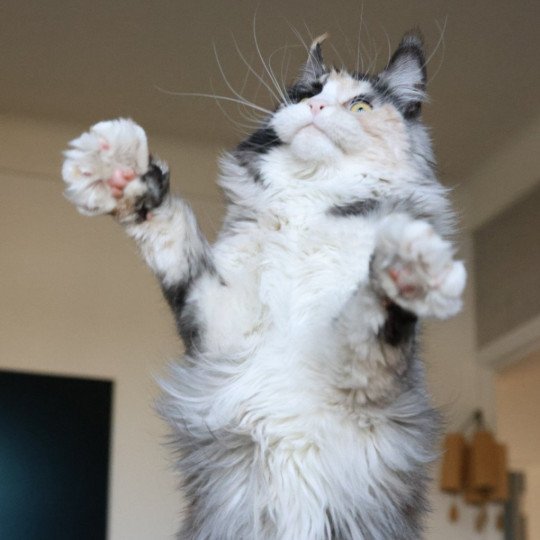 chat Maine coon black tortie smoke & blanc Yina Elevage de maine coon L'Or sauvage black tortie smoke & blanc