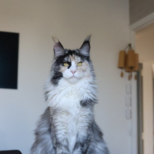 chat Maine coon black tortie smoke & blanc Yina Elevage de maine coon L'Or sauvage black tortie smoke & blanc