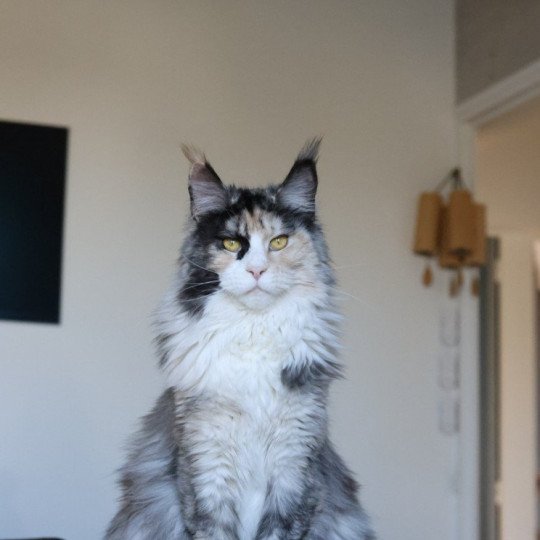 chat Maine coon black tortie smoke & blanc Yina Elevage de maine coon L'Or sauvage black tortie smoke & blanc