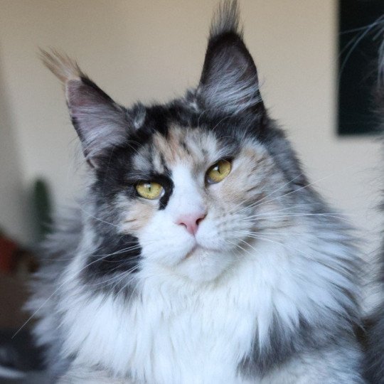 chat Maine coon black tortie smoke & blanc Yina Elevage de maine coon L'Or sauvage black tortie smoke & blanc