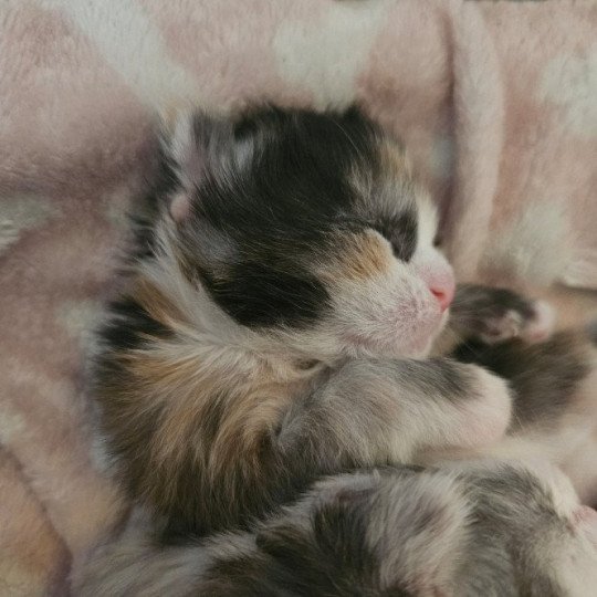 chaton Maine coon & blanc Yina Maine Coon de L'Or sauvage black tortie smoke & blanc