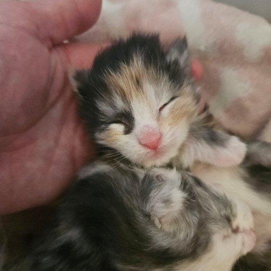 chaton Maine coon & blanc Yina Maine Coon de L'Or sauvage black tortie smoke & blanc