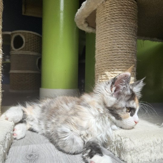chaton Maine coon & blanc Yina Maine Coon de L'Or sauvage black tortie smoke & blanc