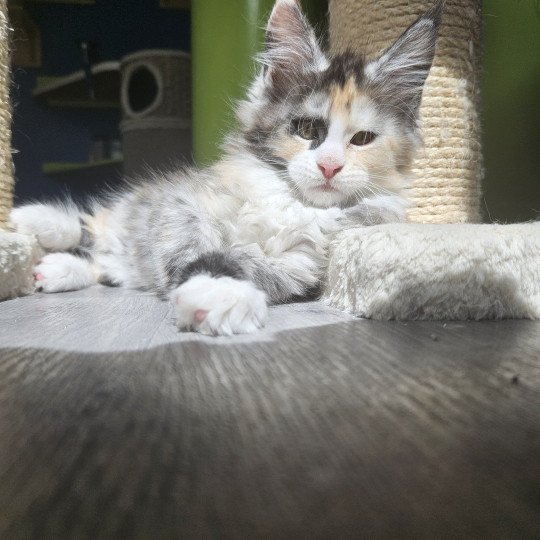 chaton Maine coon & blanc Yina Maine Coon de L'Or sauvage black tortie smoke & blanc