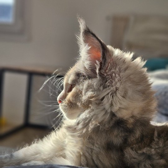 chaton Maine coon & blanc Yina Maine Coon de L'Or sauvage black tortie smoke & blanc