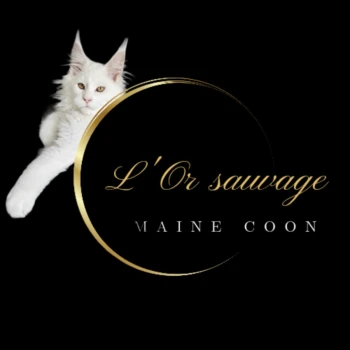 Elevage de maine coon L'Or sauvage