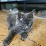 Unagi de Lagertha Mâle Maine coon Unagi de Lagertha Mâle Maine coon