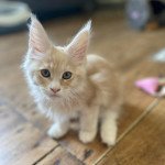 Uzu de Lagertha Mâle Maine coon Uzu de Lagertha Mâle Maine coon