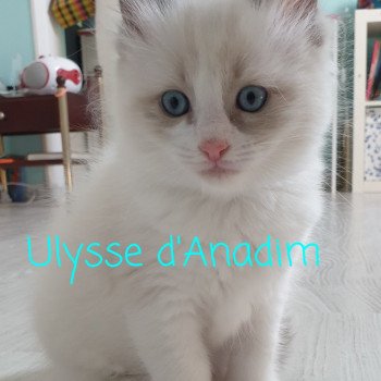 Ulysse d'Anadim Mâle Ragdoll