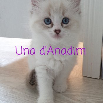 Una d'Anadim Femelle Ragdoll