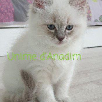 Unime Mâle Ragdoll