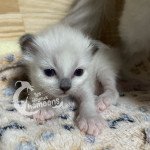 Usha Femelle Sacré de Birmanie Usha Femelle Sacré de Birmanie
