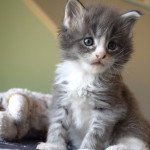 TASWELL des Sept Lotus Femelle Maine coon TASWELL des Sept Lotus Femelle Maine coon