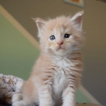 TEXAS des Sept Lotus Mâle Maine coon