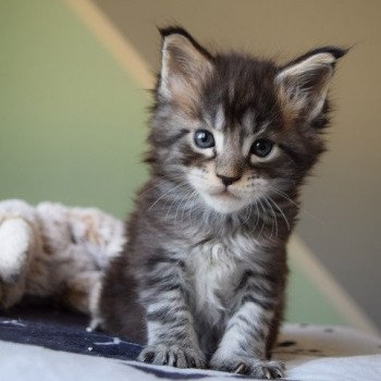 TOGIA des Sept Lotus Femelle Maine coon