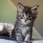 TOGIA des Sept Lotus Femelle Maine coon TOGIA des Sept Lotus Femelle Maine coon