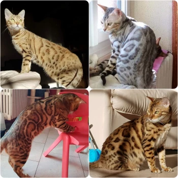 Naïri's Bengal