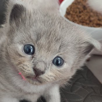 Abby De Blue Eyes Jess Femelle Ragdoll