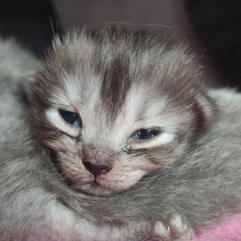 Aïko De Blue Eyes Jess Femelle Ragdoll