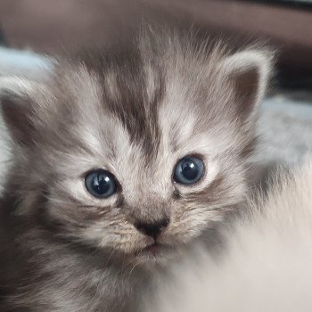 Aïko De Blue Eyes Jess Femelle Ragdoll